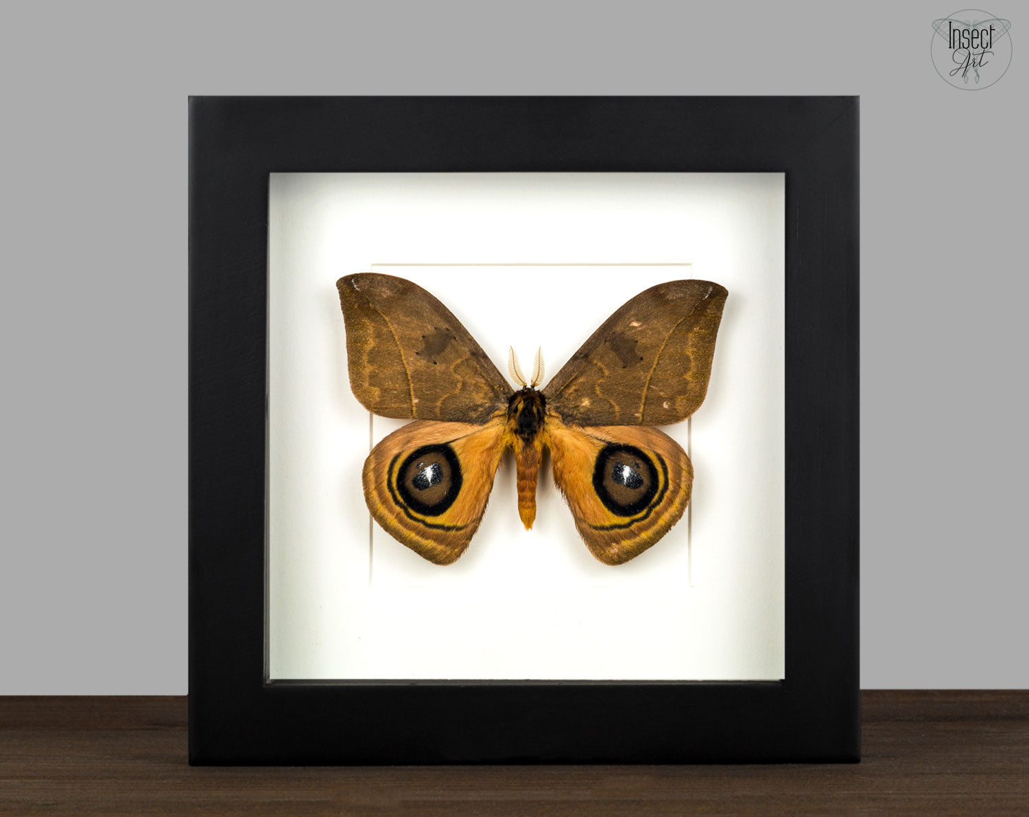 Automeris banus   InsectArt