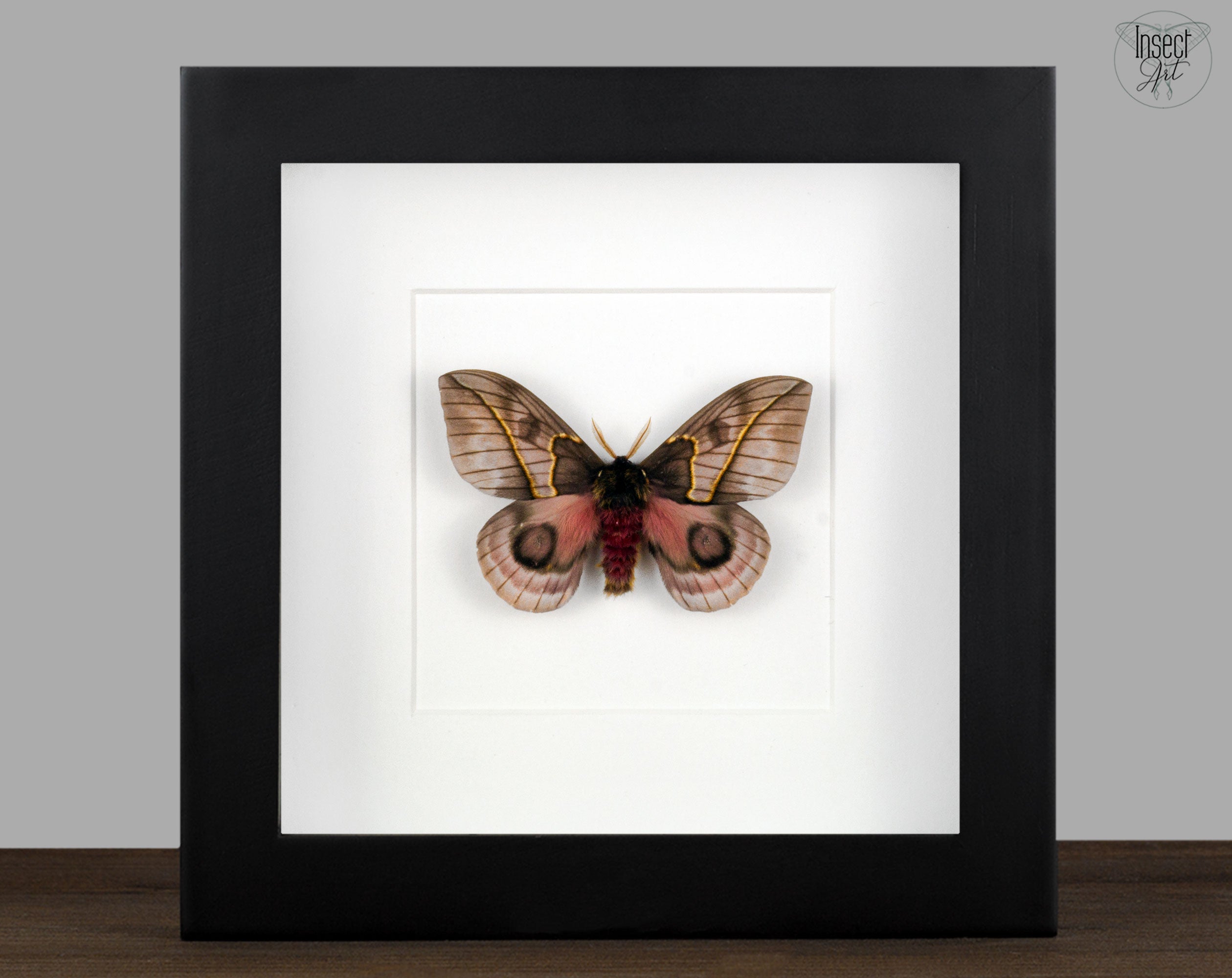 Automeris frankae ♂   InsectArt
