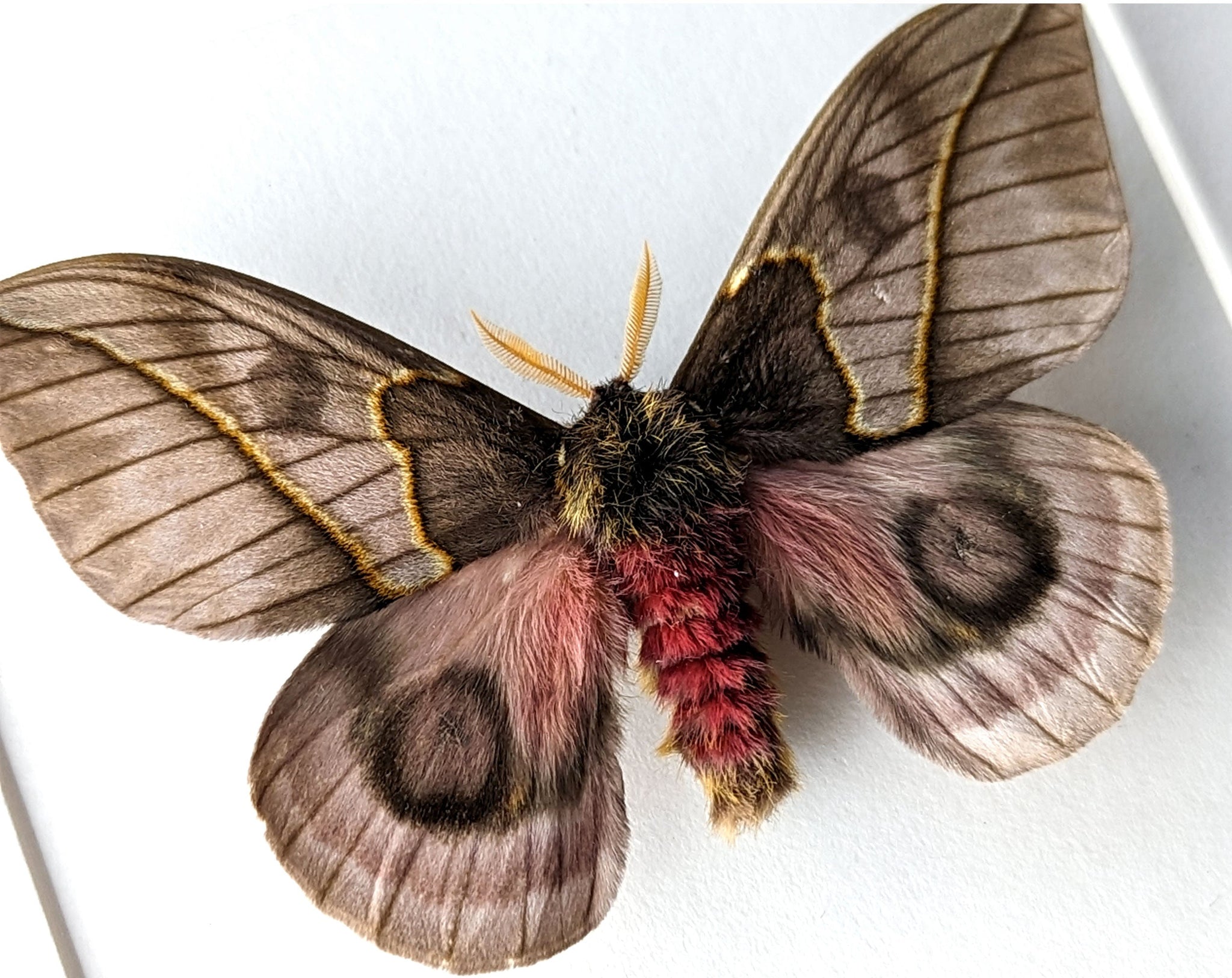 Automeris frankae ♂   InsectArt