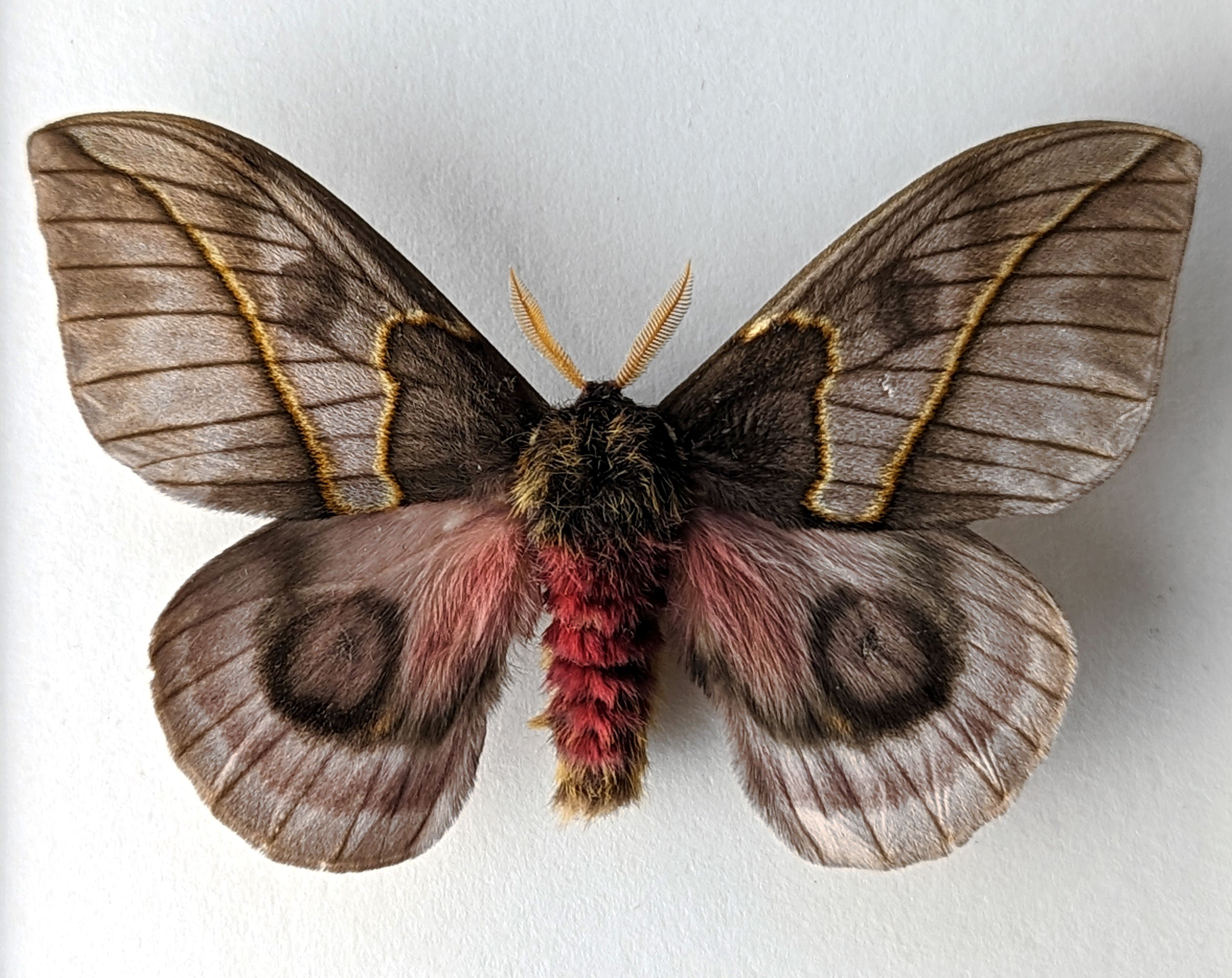 Automeris frankae ♂   InsectArt