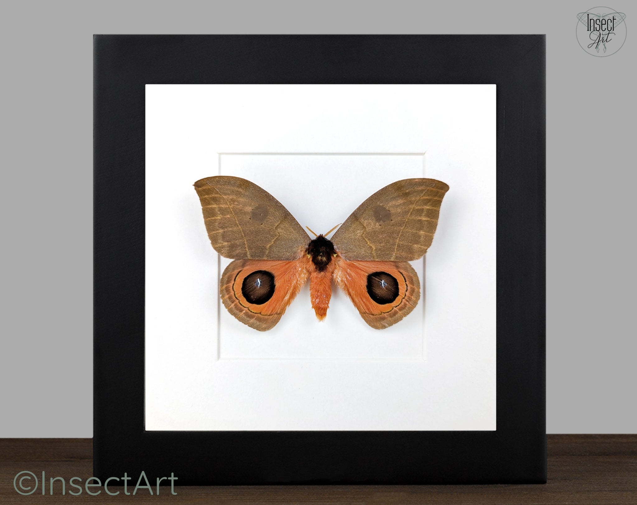 Automeris illustris  Nachtfalter im Rahmen InsectArt