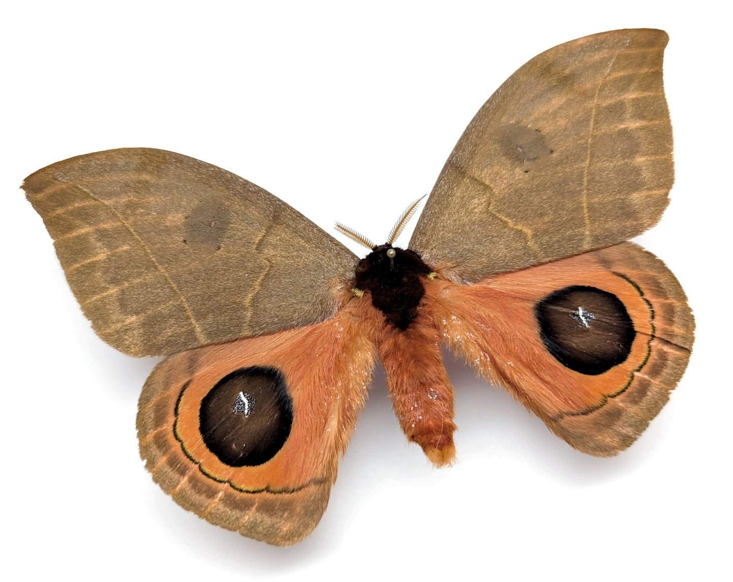 Automeris illustris