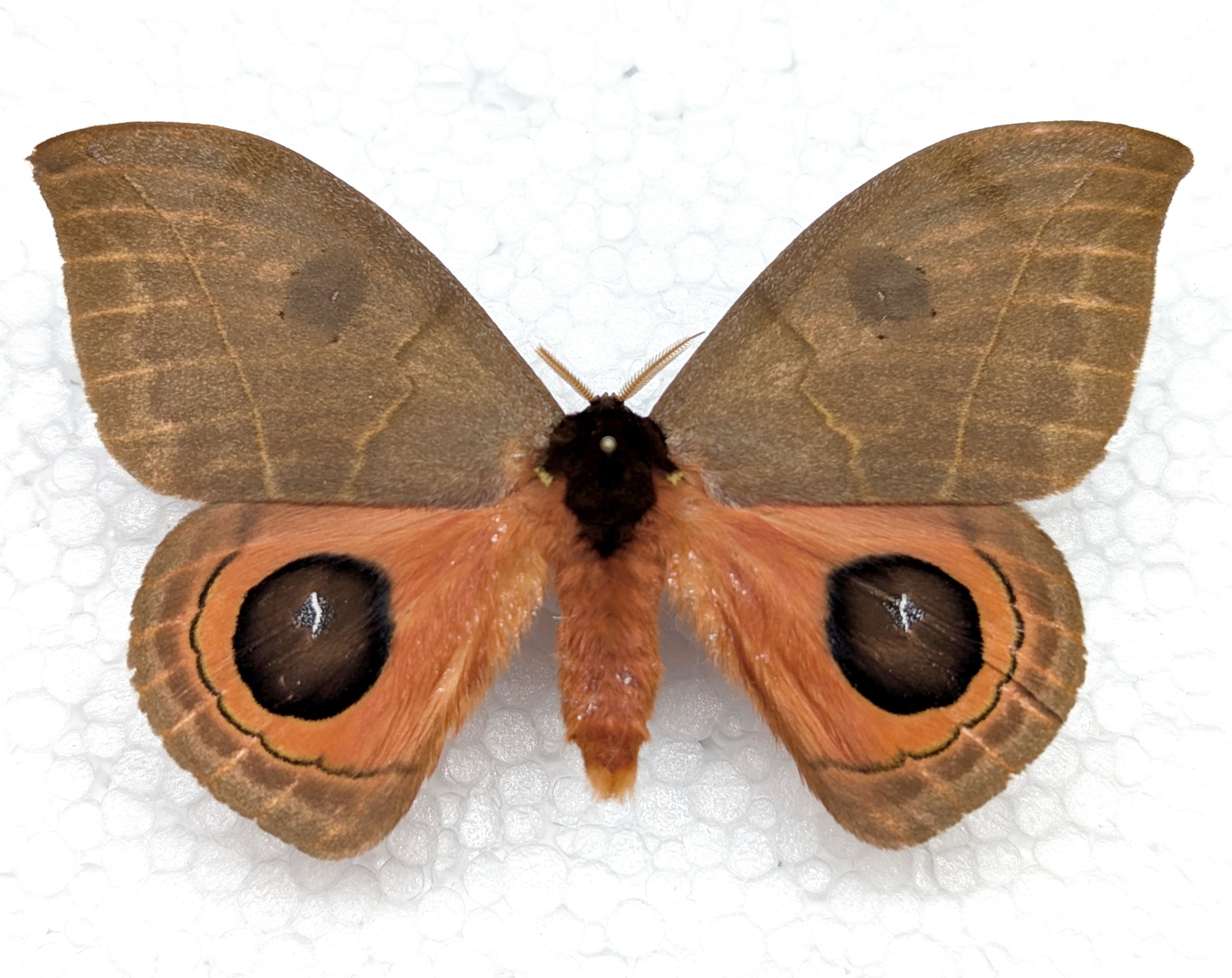 Automeris illustris  Nachtfalter im Rahmen InsectArt