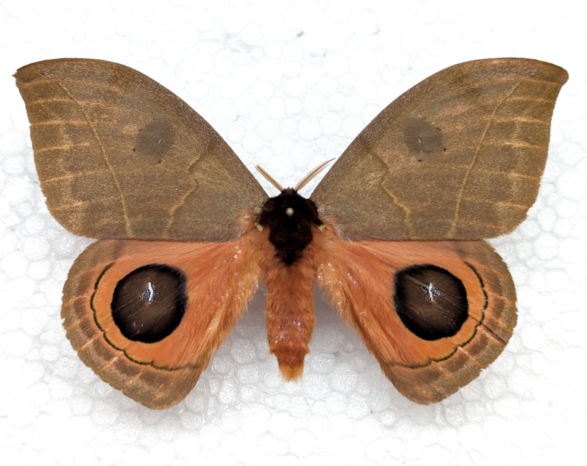 Automeris illustris  Nachtfalter im Rahmen InsectArt