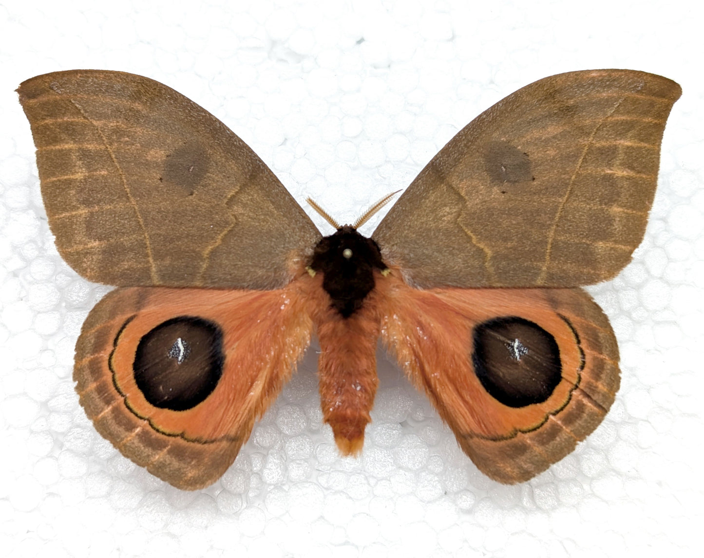 Automeris illustris