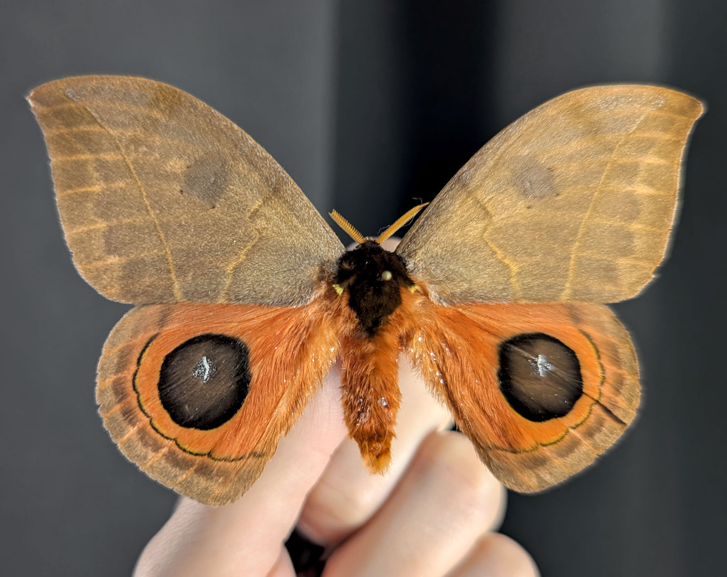 Automeris illustris