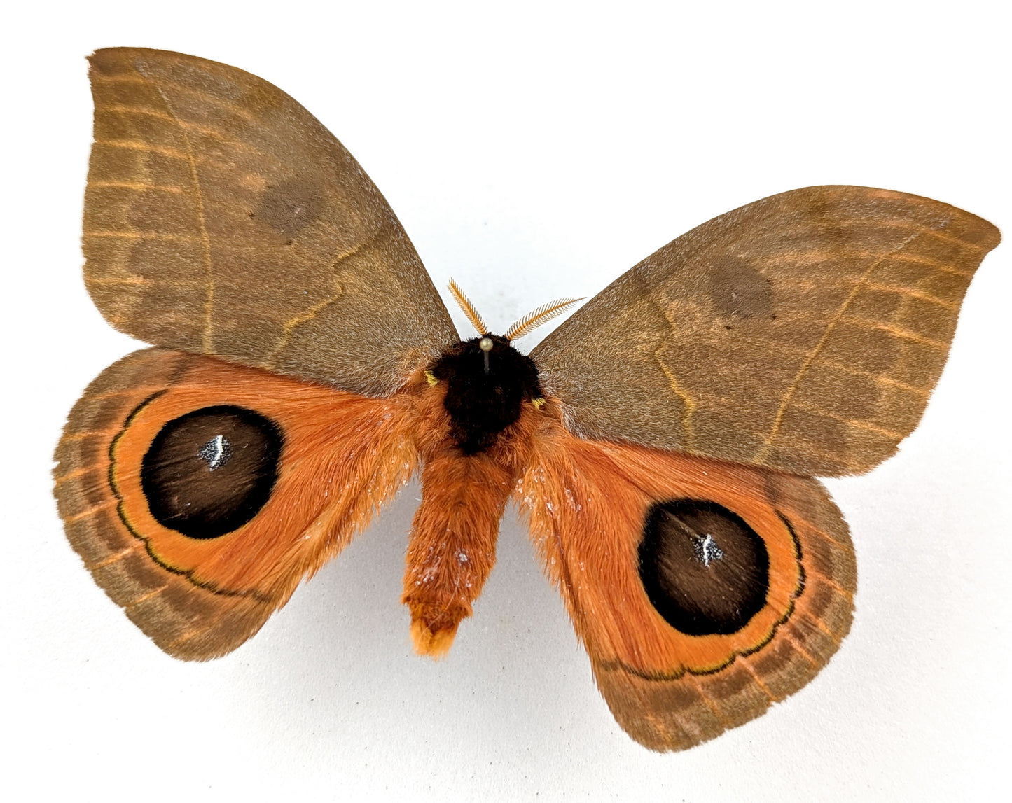 Automeris illustris