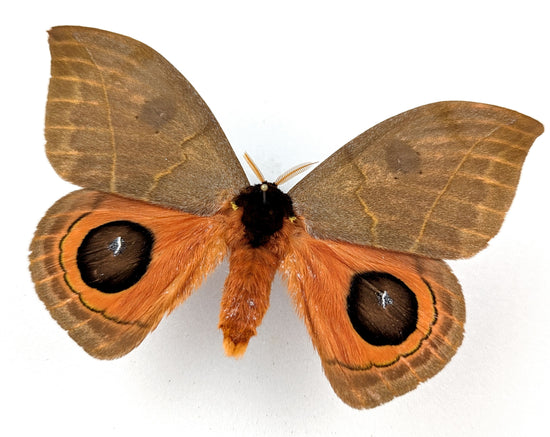 Automeris illustris