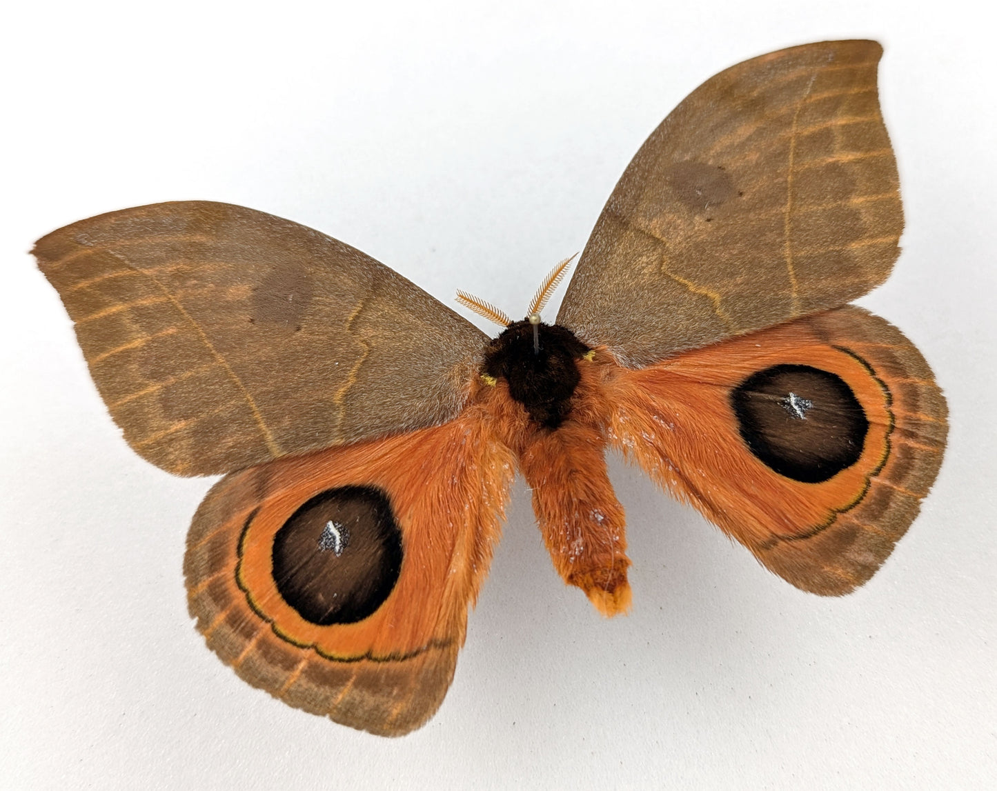 Automeris illustris