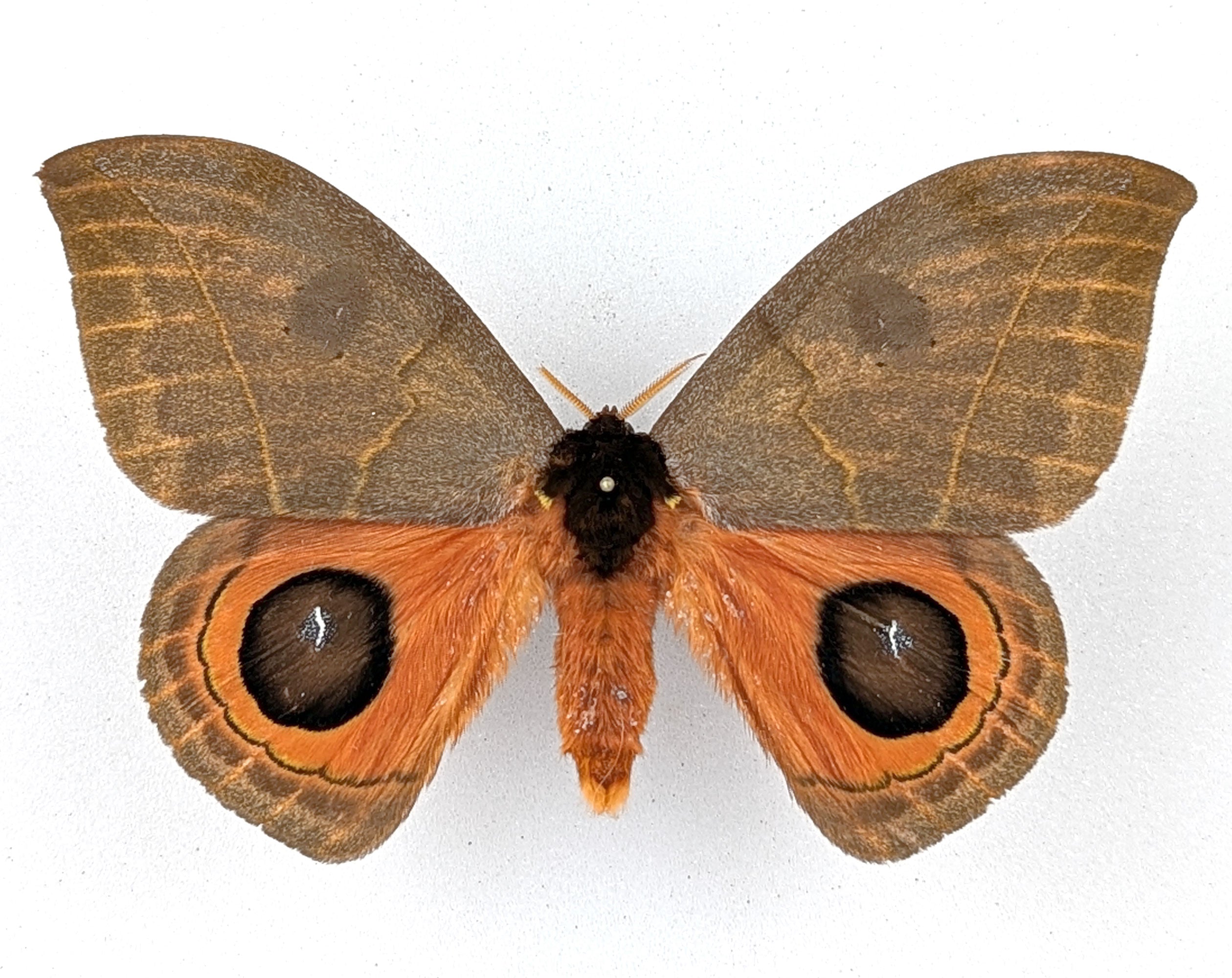 Automeris illustris  Nachtfalter im Rahmen InsectArt