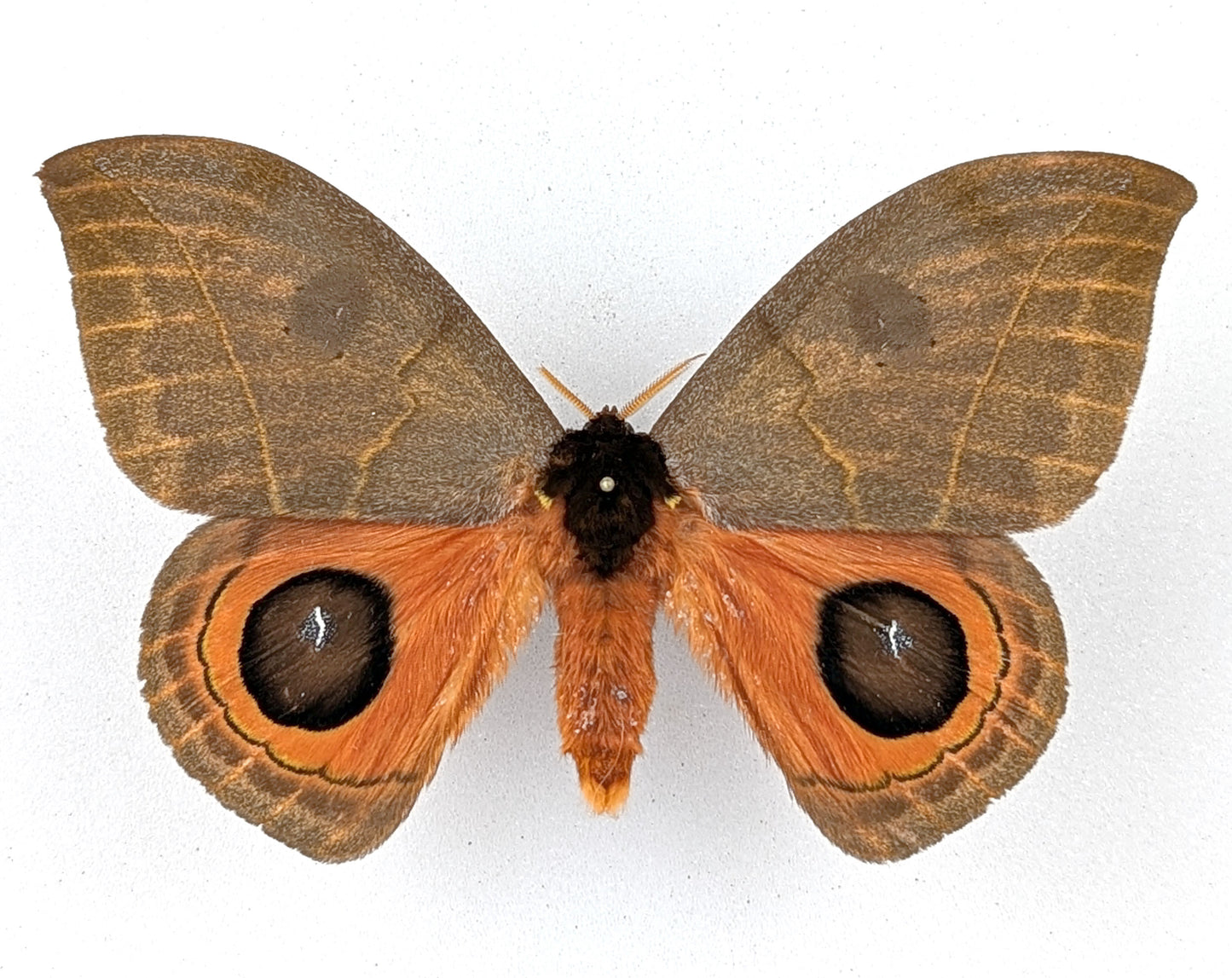Automeris illustris