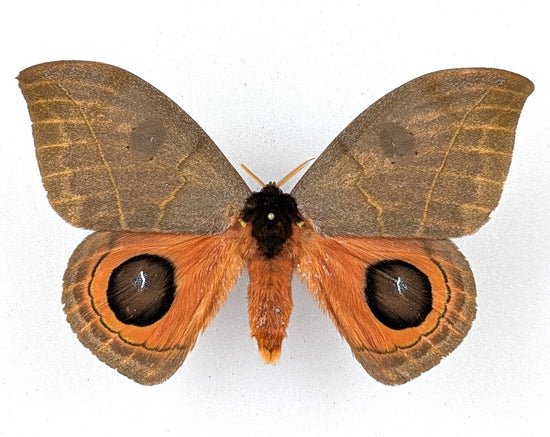 Automeris illustris