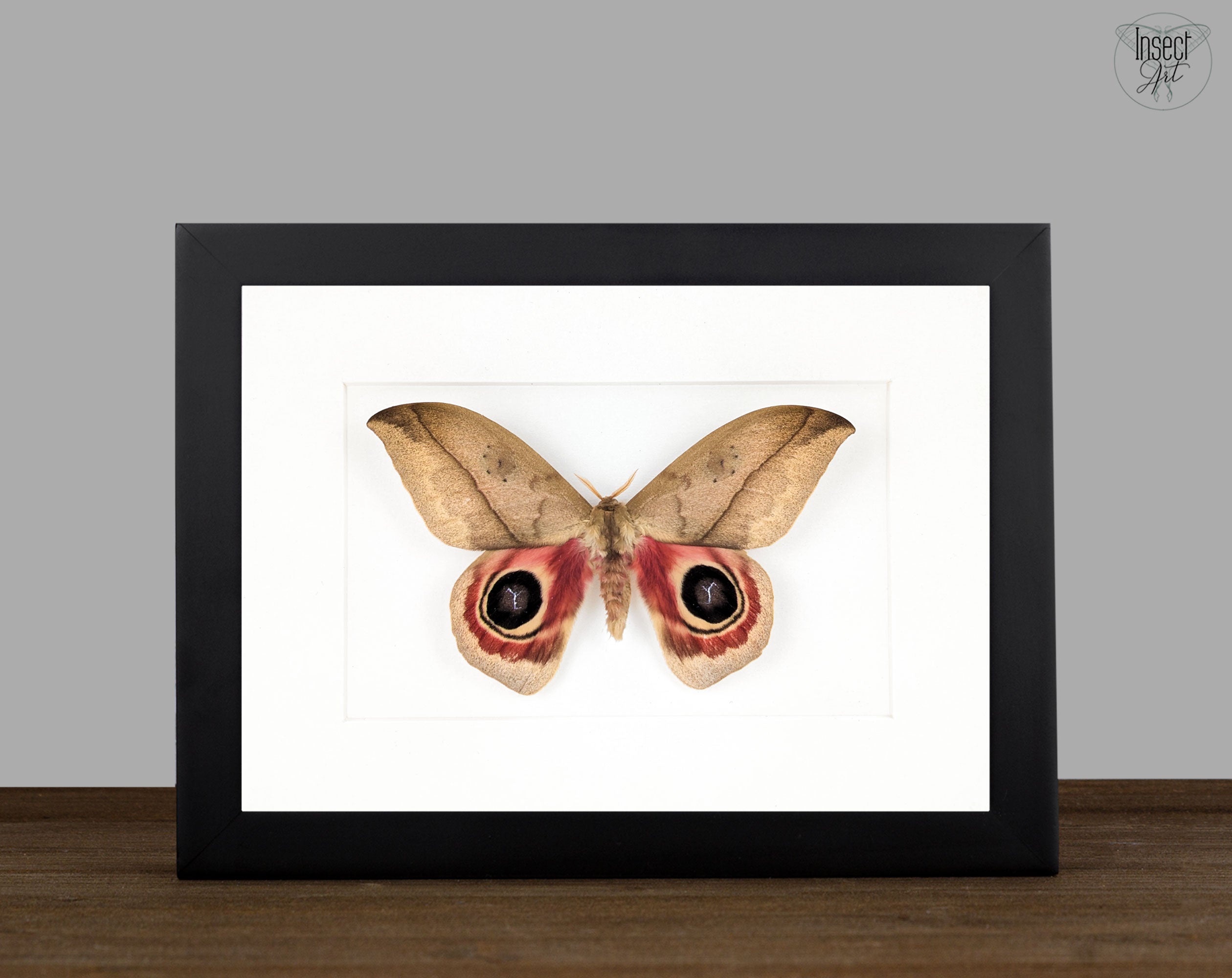 Automeris metzli, Nachtfalter im Rahmen