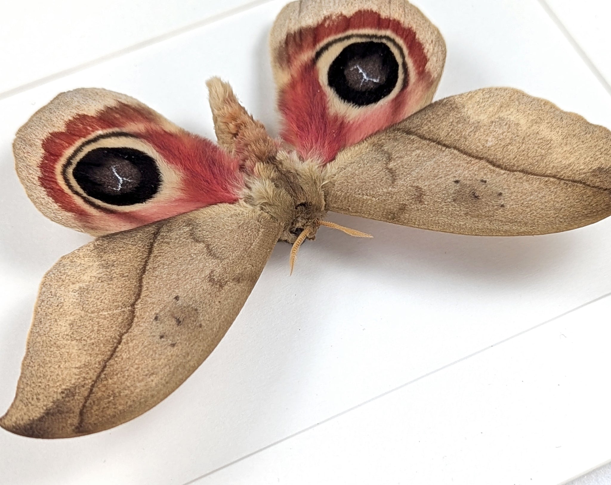 Automeris metzli, Nachtfalter im Rahmen