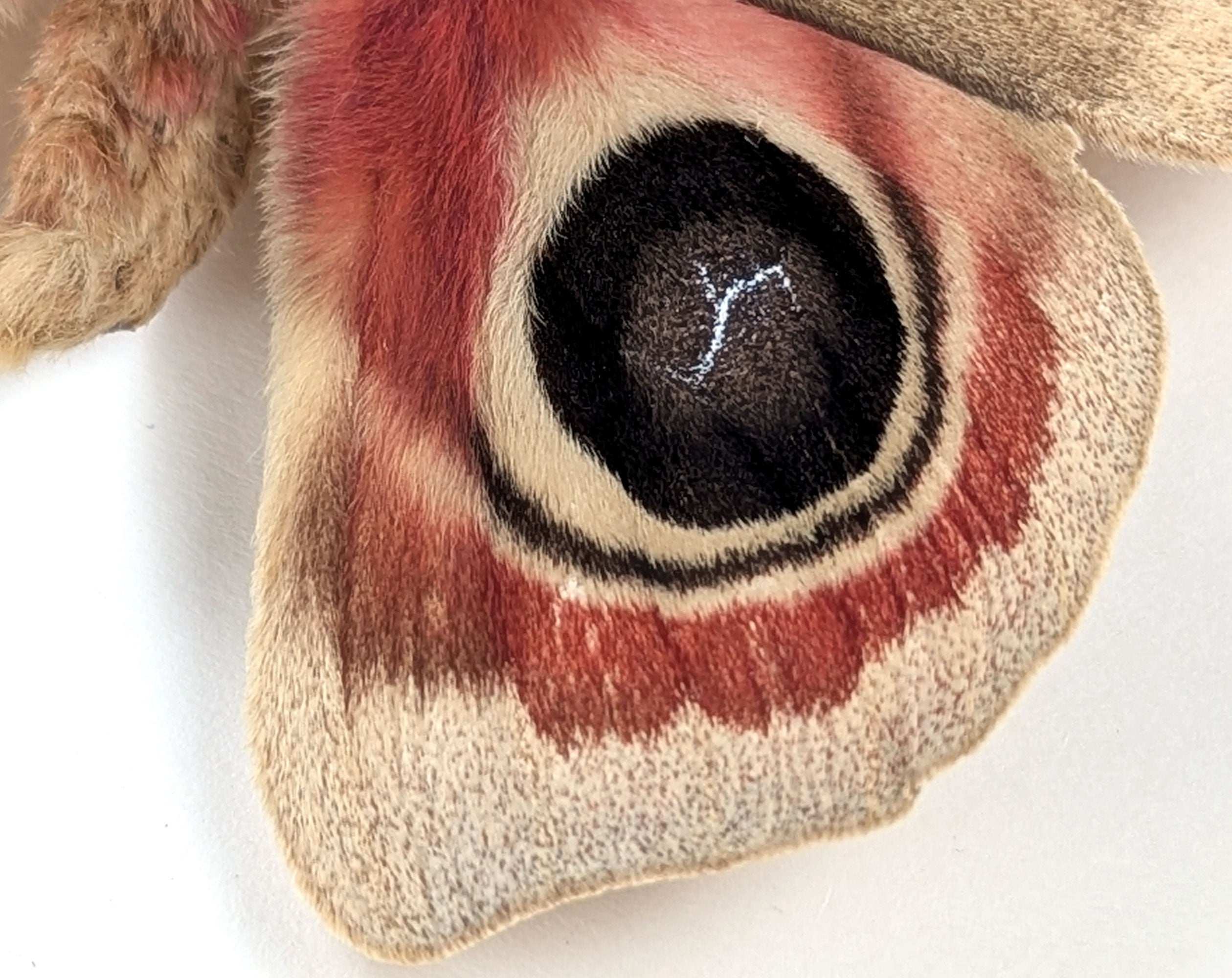 Automeris metzli, Nachtfalter im Rahmen