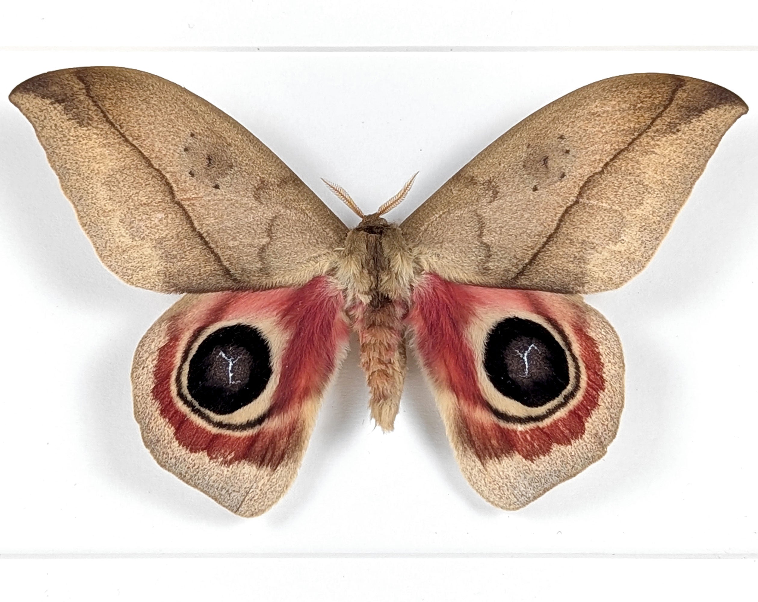 Automeris metzli, Nachtfalter im Rahmen