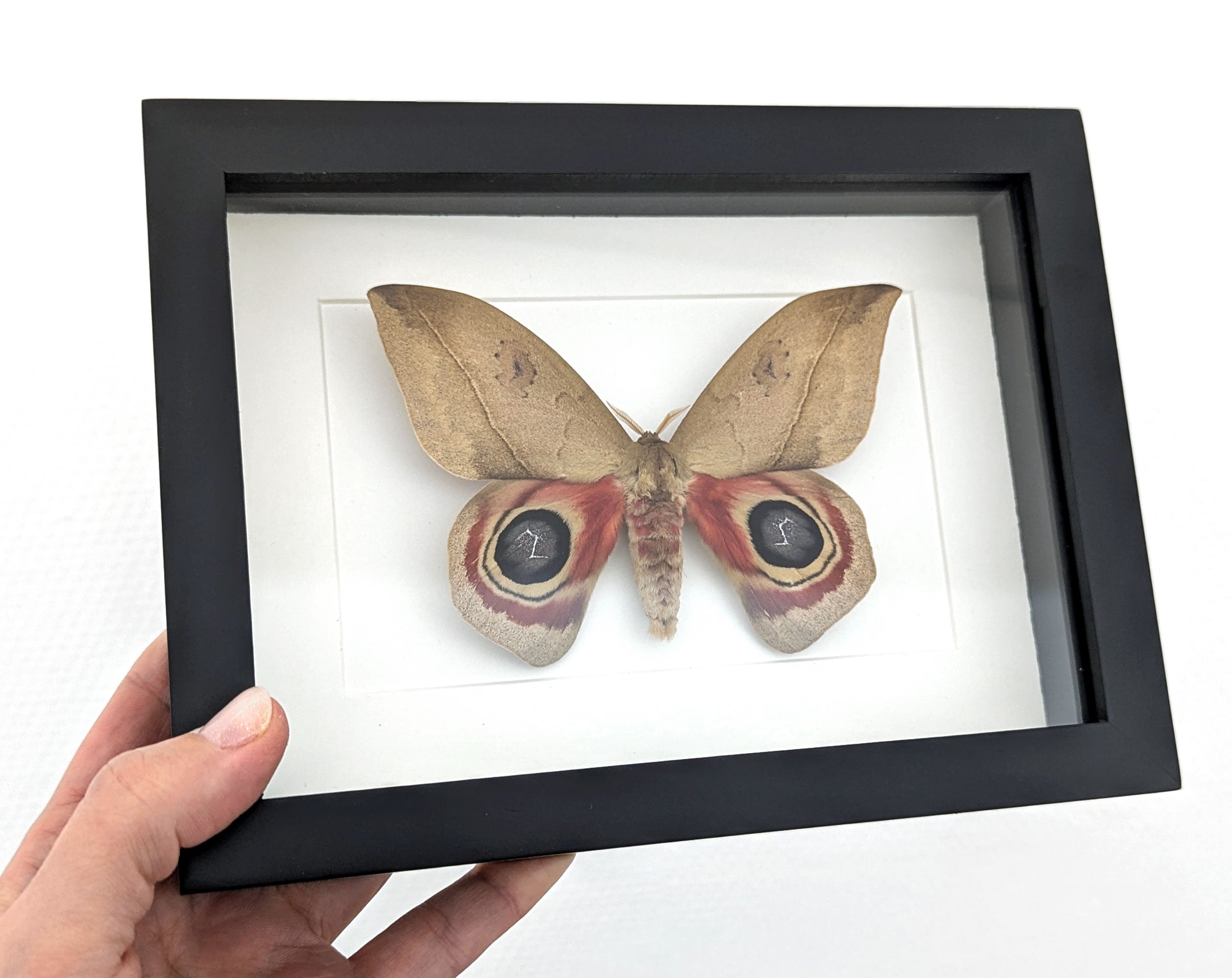 Automeris metzli, Nachtfalter im Rahmen