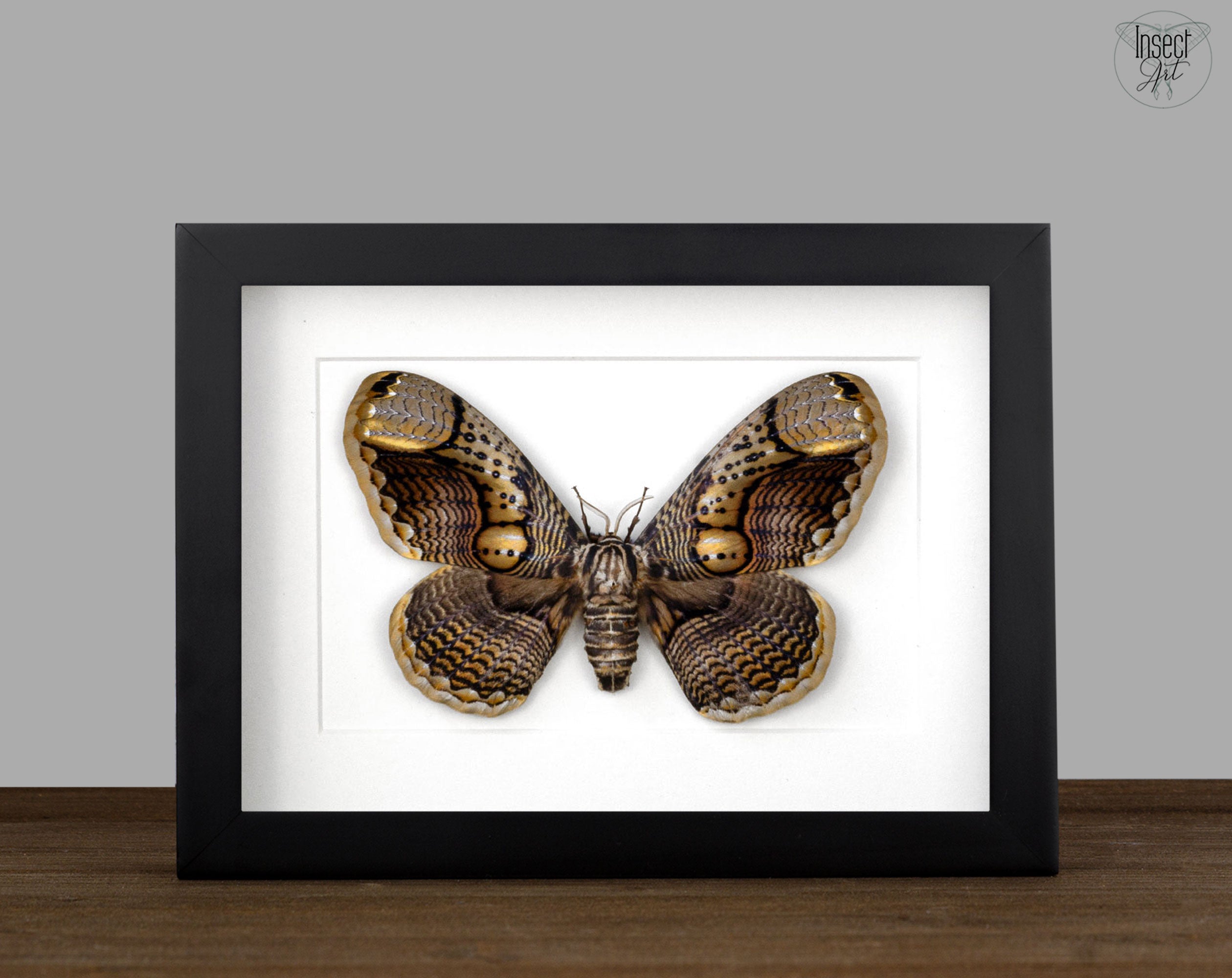 Brahmaea hearseyi   InsectArt