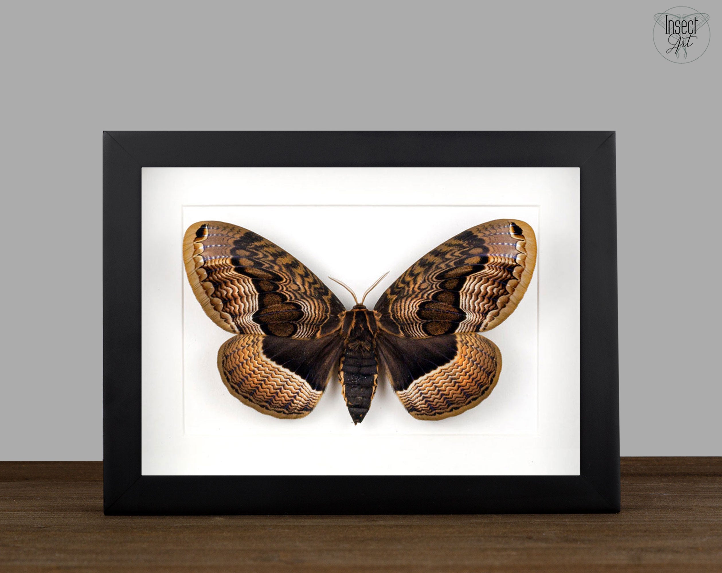 Brahmaea tancrei   InsectArt