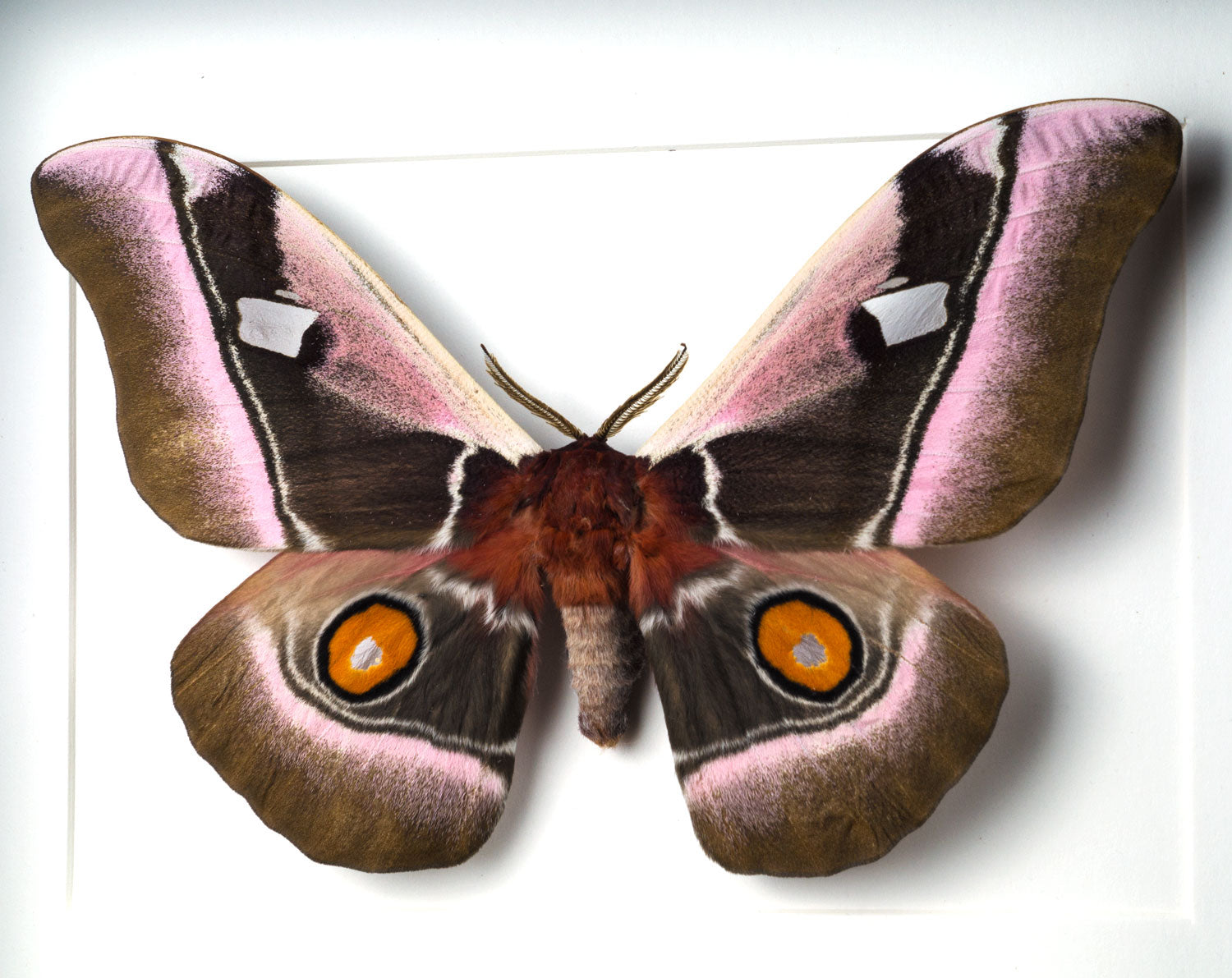 Bunaea alcinoe   InsectArt