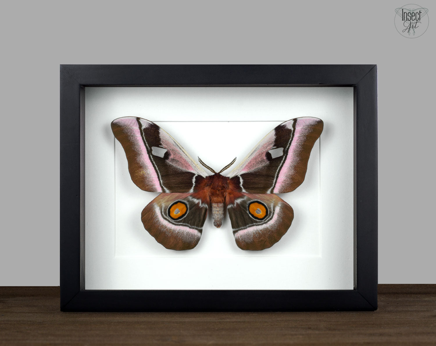 Bunaea alcinoe   InsectArt