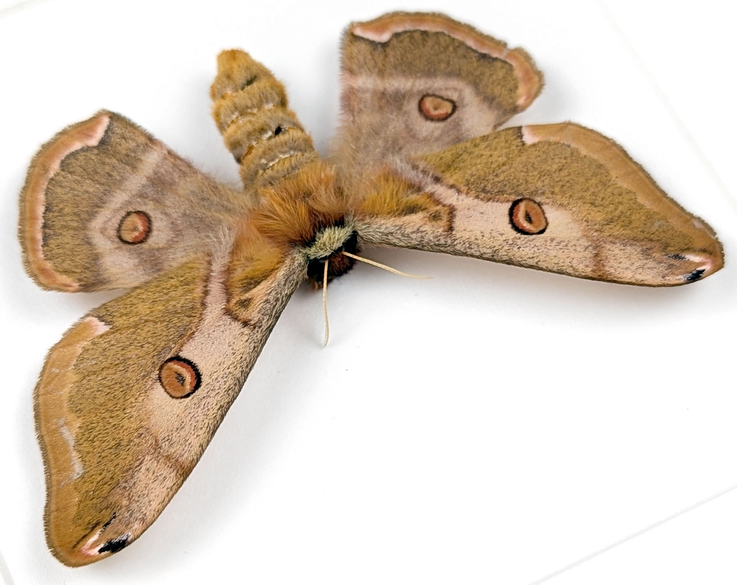 Nachtfalter im Rahmen caligula boisduvalii female InsectArt