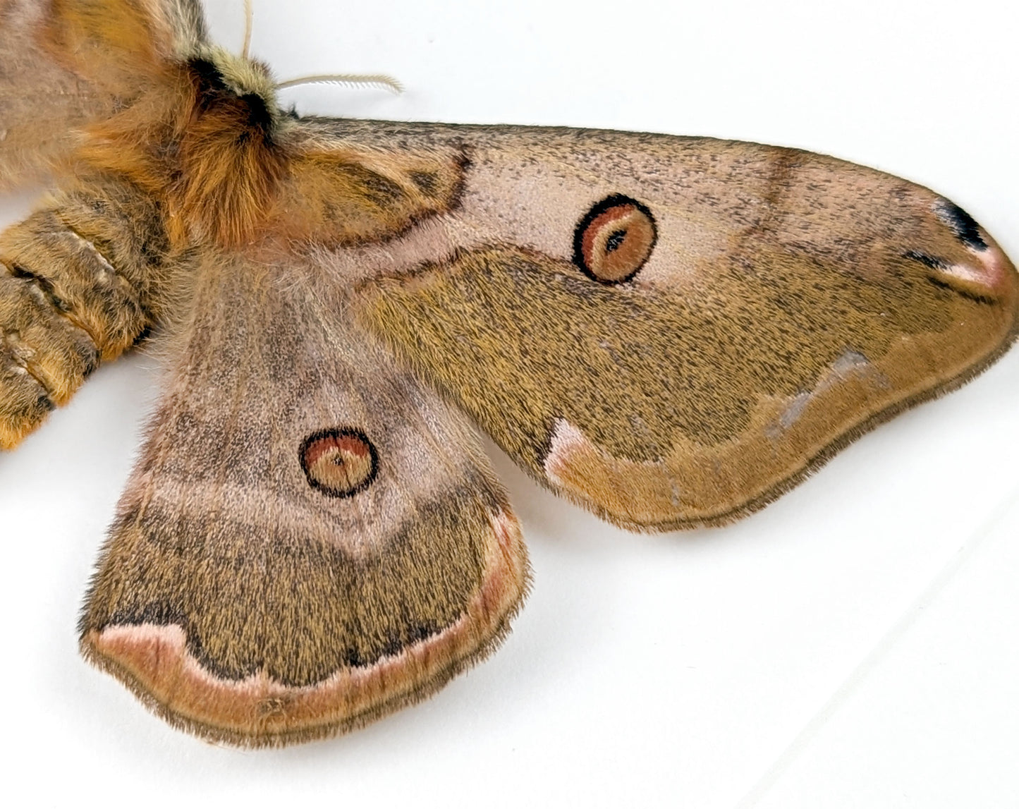 Nachtfalter im Rahmen caligula boisduvalii female InsectArt