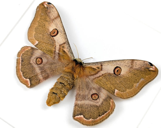 Nachtfalter im Rahmen caligula boisduvalii female InsectArt