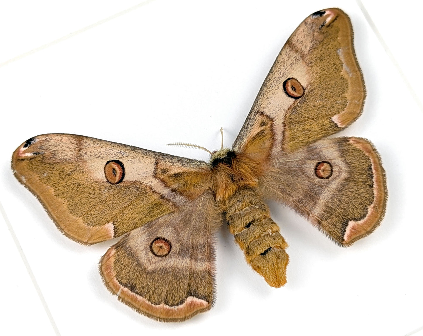 Nachtfalter im Rahmen caligula boisduvalii female InsectArt