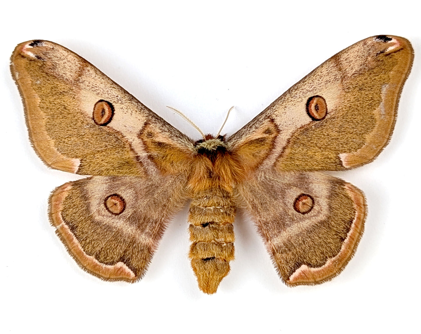 Nachtfalter im Rahmen caligula boisduvalii female InsectArt