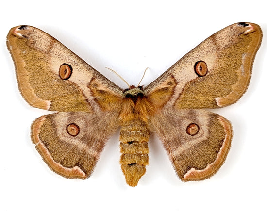 Nachtfalter im Rahmen caligula boisduvalii female InsectArt