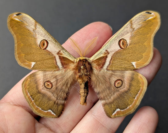 Nachtfalter im Rahmen caligula boisduvalii female InsectArt