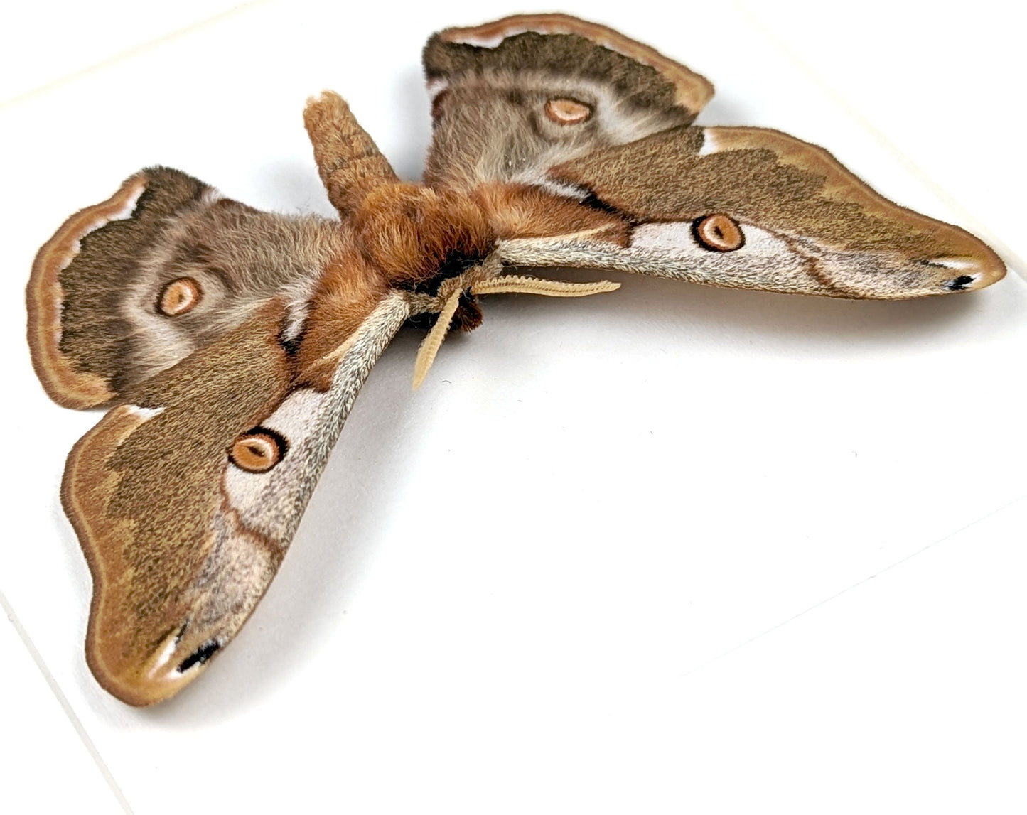 Caligula boisduvalii ♂  Nachtfalter im Rahmen InsectArt
