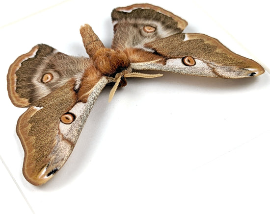 Caligula boisduvalii ♂  Nachtfalter im Rahmen InsectArt