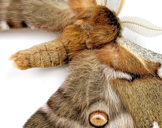 Caligula boisduvalii ♂  Nachtfalter im Rahmen InsectArt