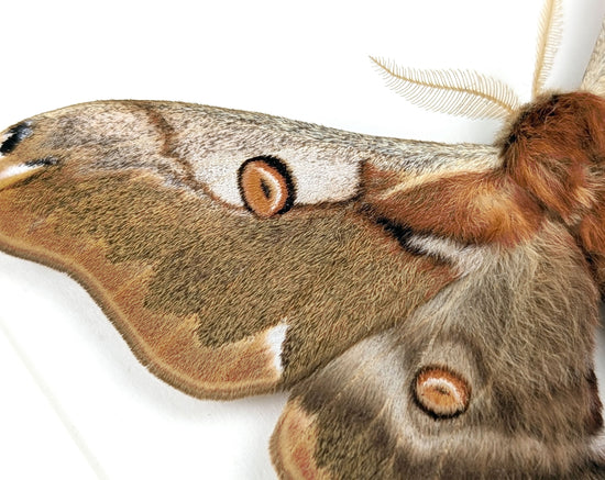 Caligula boisduvalii ♂  Nachtfalter im Rahmen InsectArt
