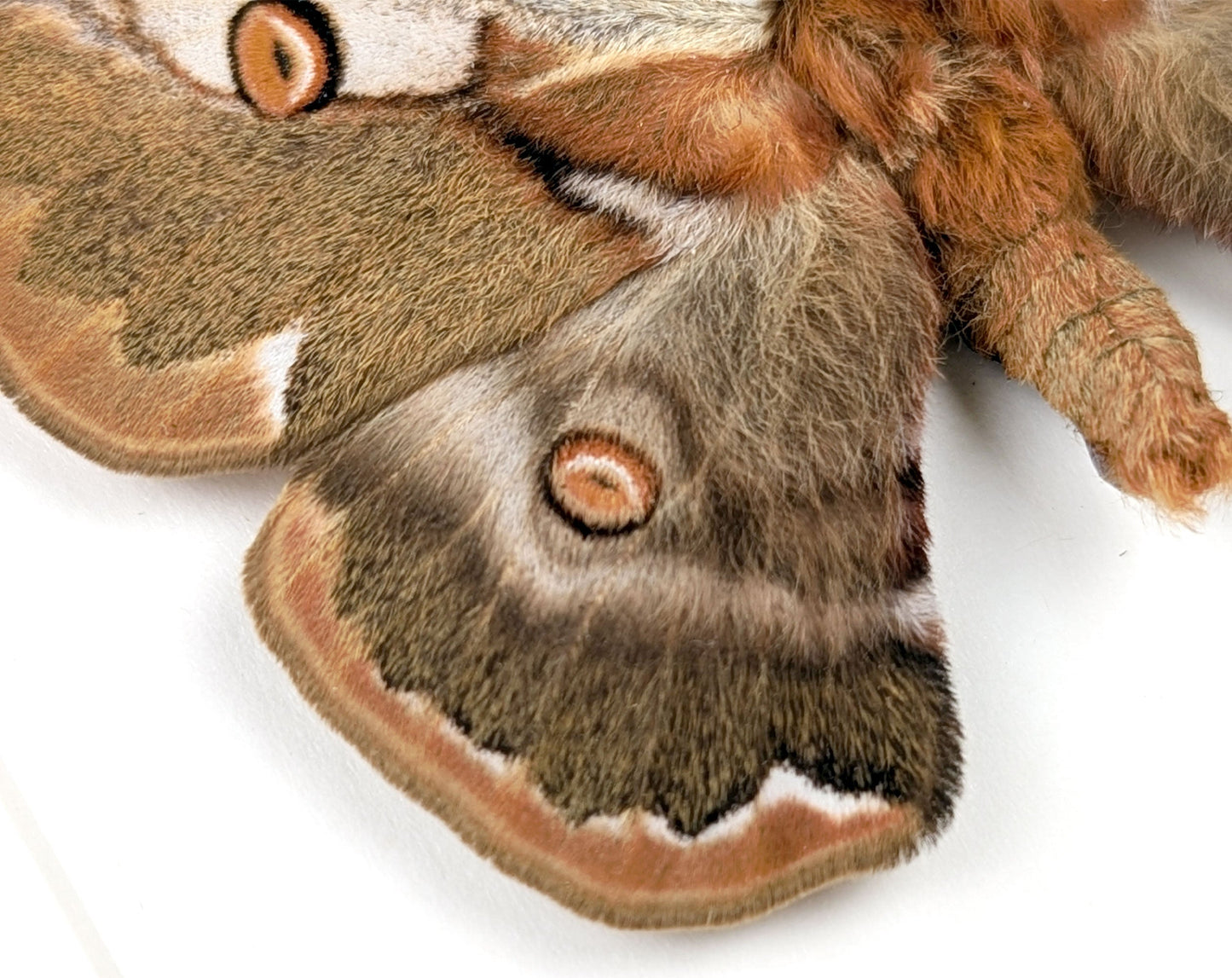 Caligula boisduvalii ♂  Nachtfalter im Rahmen InsectArt