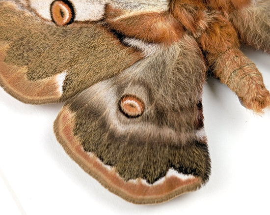 Caligula boisduvalii ♂  Nachtfalter im Rahmen InsectArt