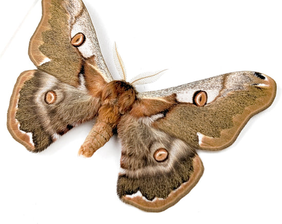 Caligula boisduvalii ♂  Nachtfalter im Rahmen InsectArt