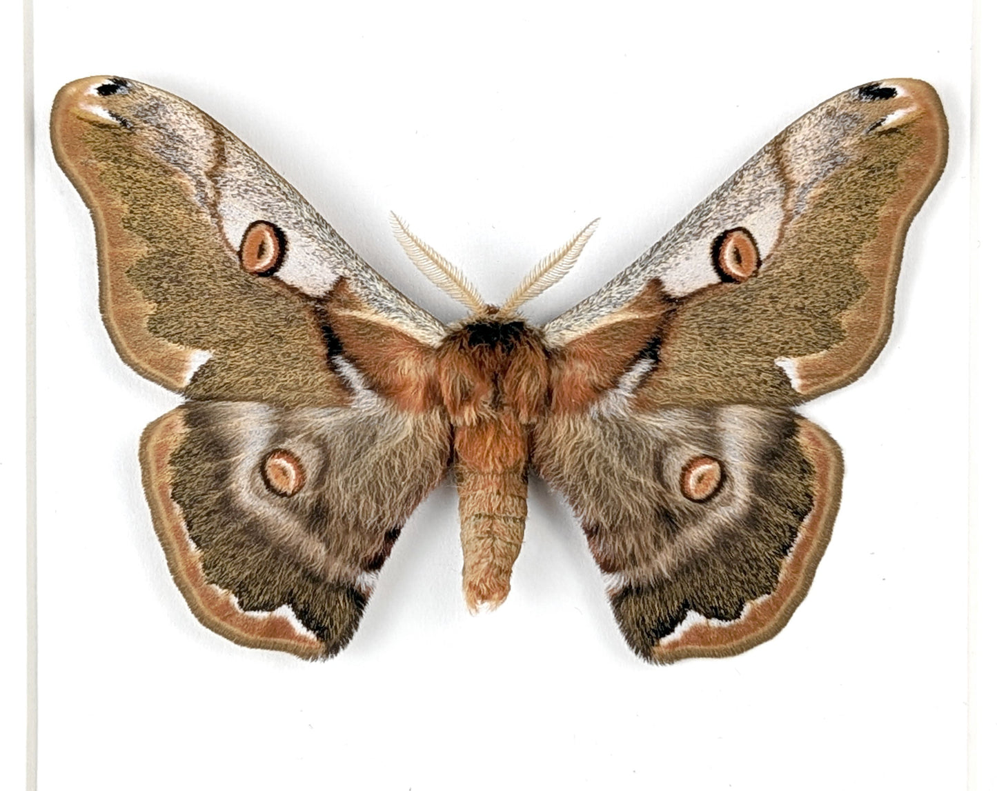 Caligula boisduvalii ♂  Nachtfalter im Rahmen InsectArt