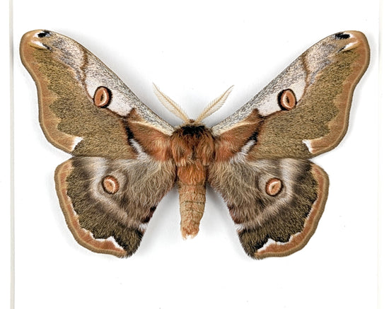 Caligula boisduvalii ♂  Nachtfalter im Rahmen InsectArt