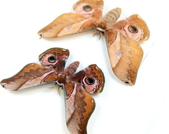 Caligula japonica Paar - Nachtfalter im Rahmen