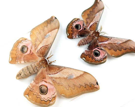 Caligula japonica Paar - Nachtfalter im Rahmen