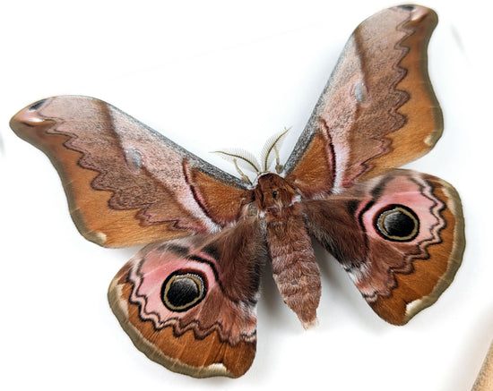 Caligula japonica Paar - Nachtfalter im Rahmen