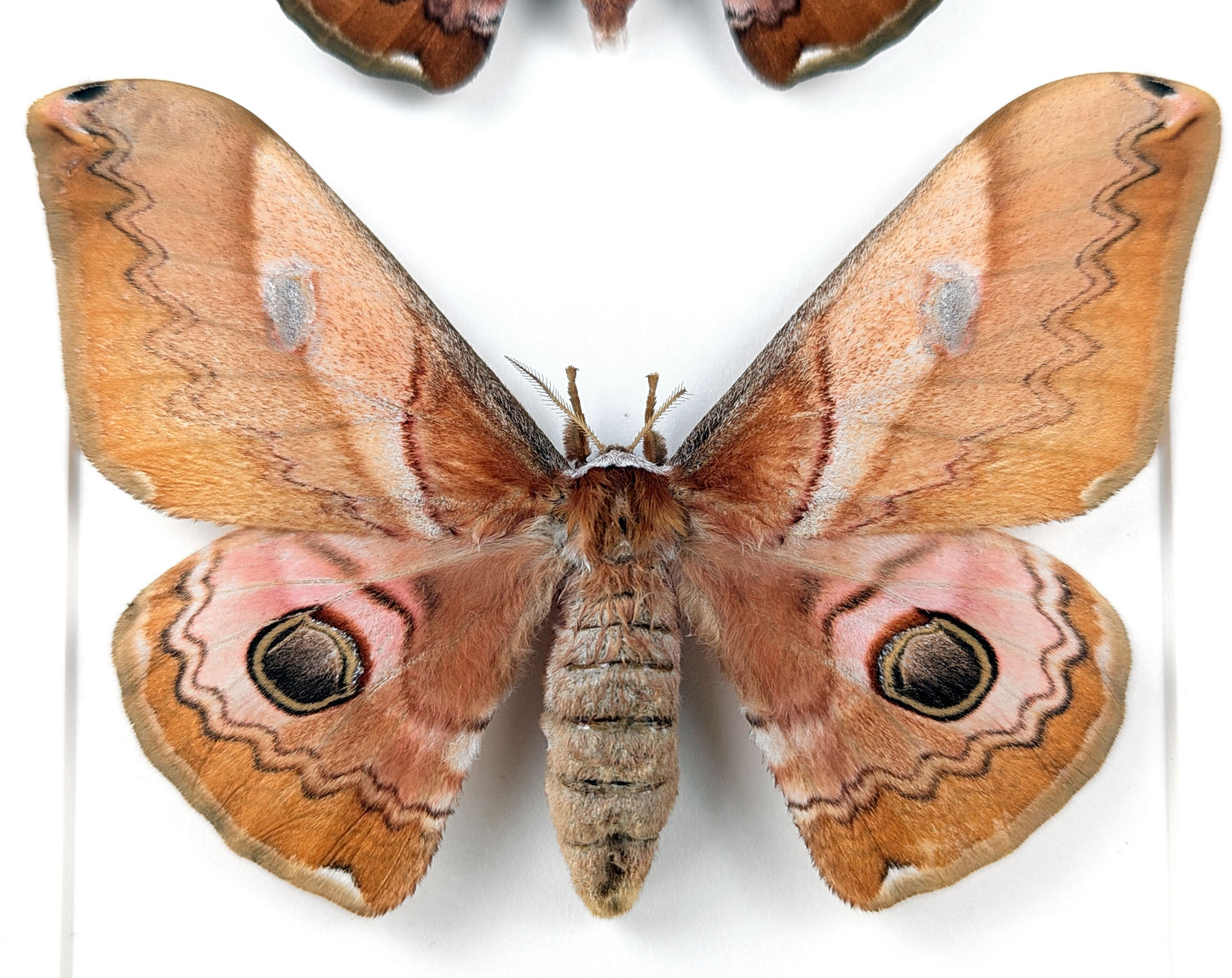 Caligula japonica Paar - Nachtfalter im Rahmen