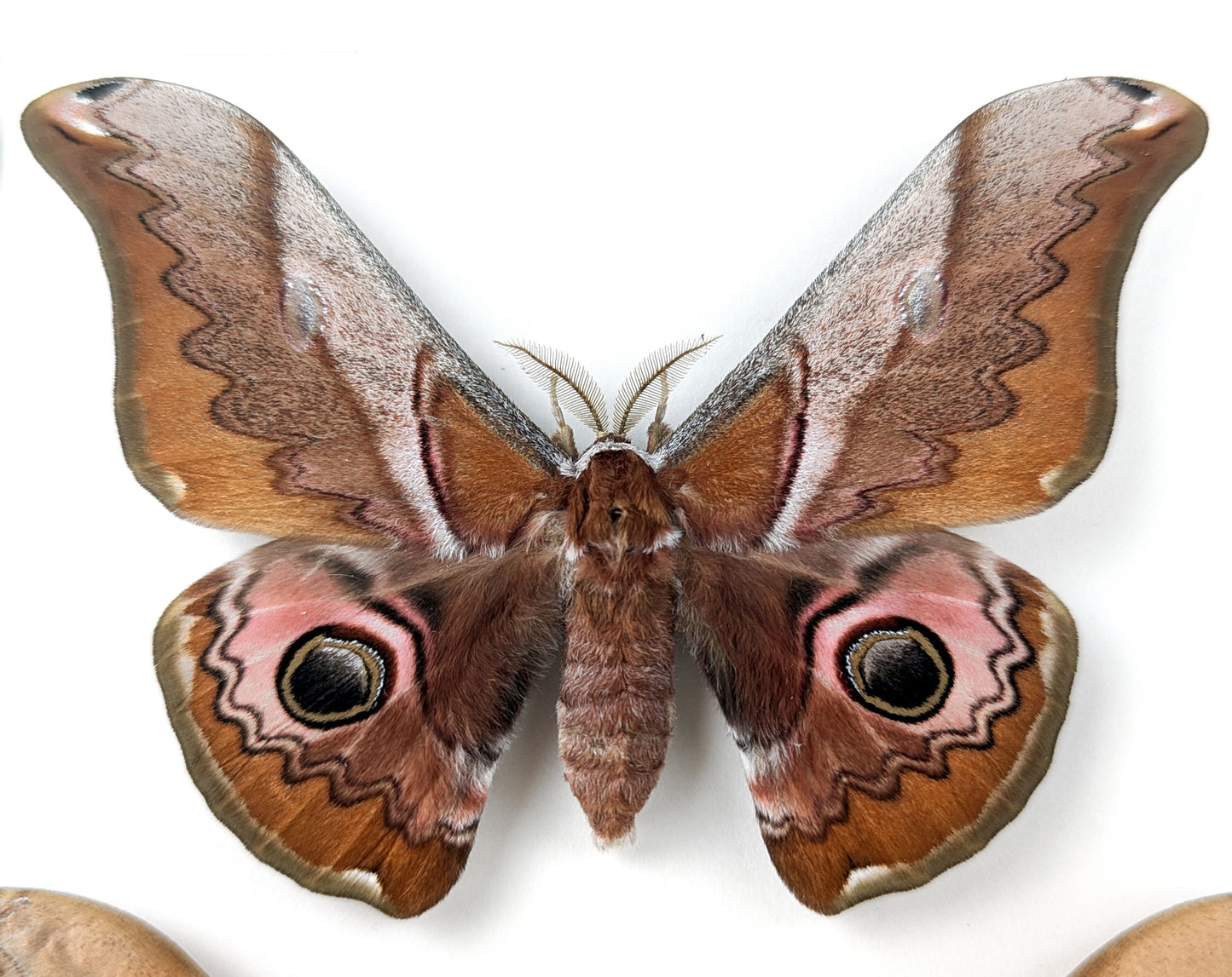Caligula japonica Paar - Nachtfalter im Rahmen