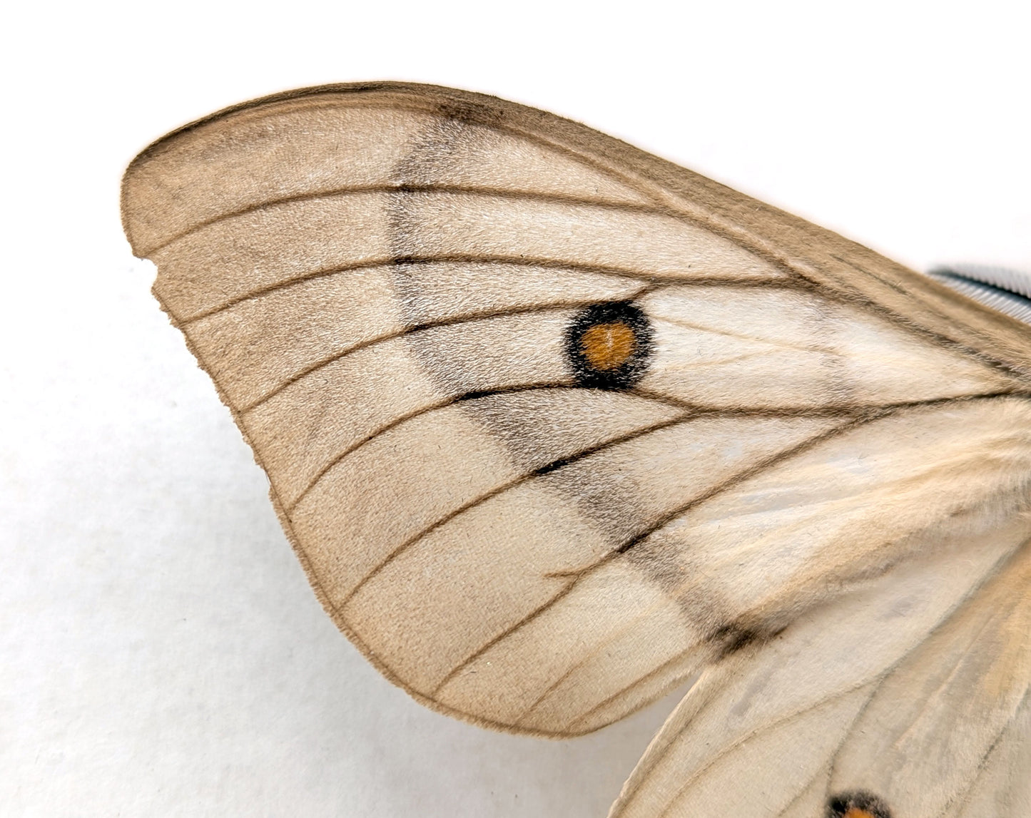 Ceranchia apollina