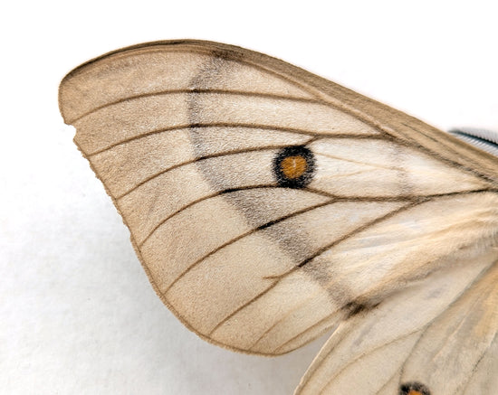 Ceranchia apollina