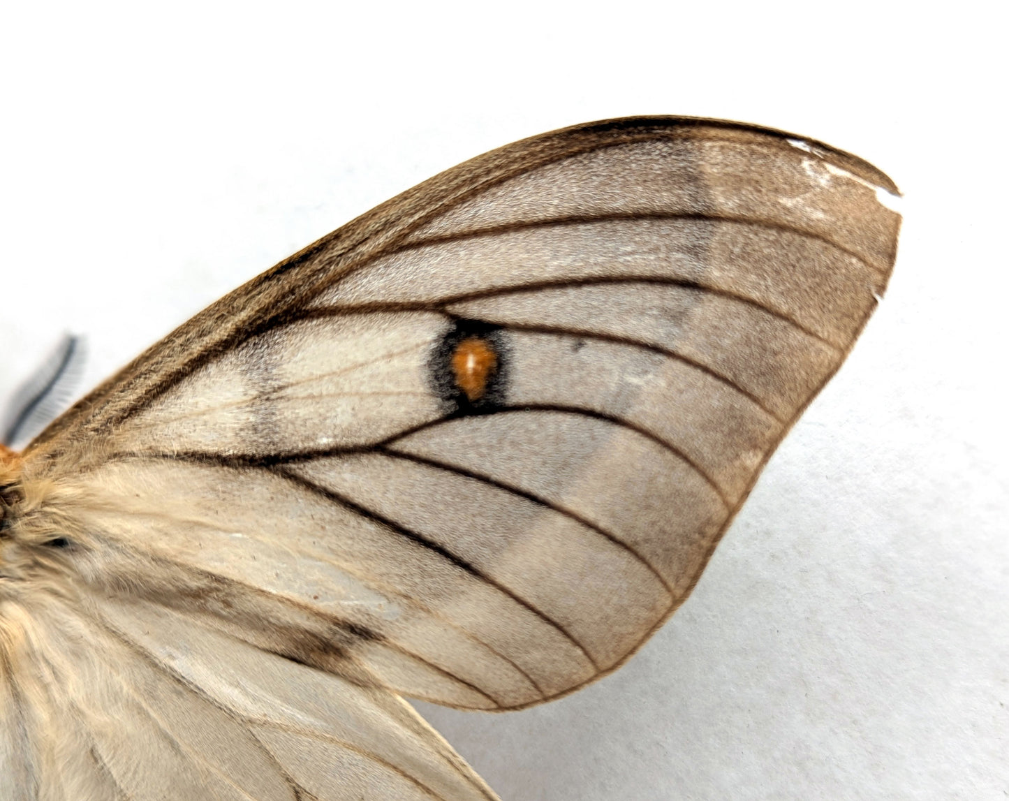 Ceranchia apollina