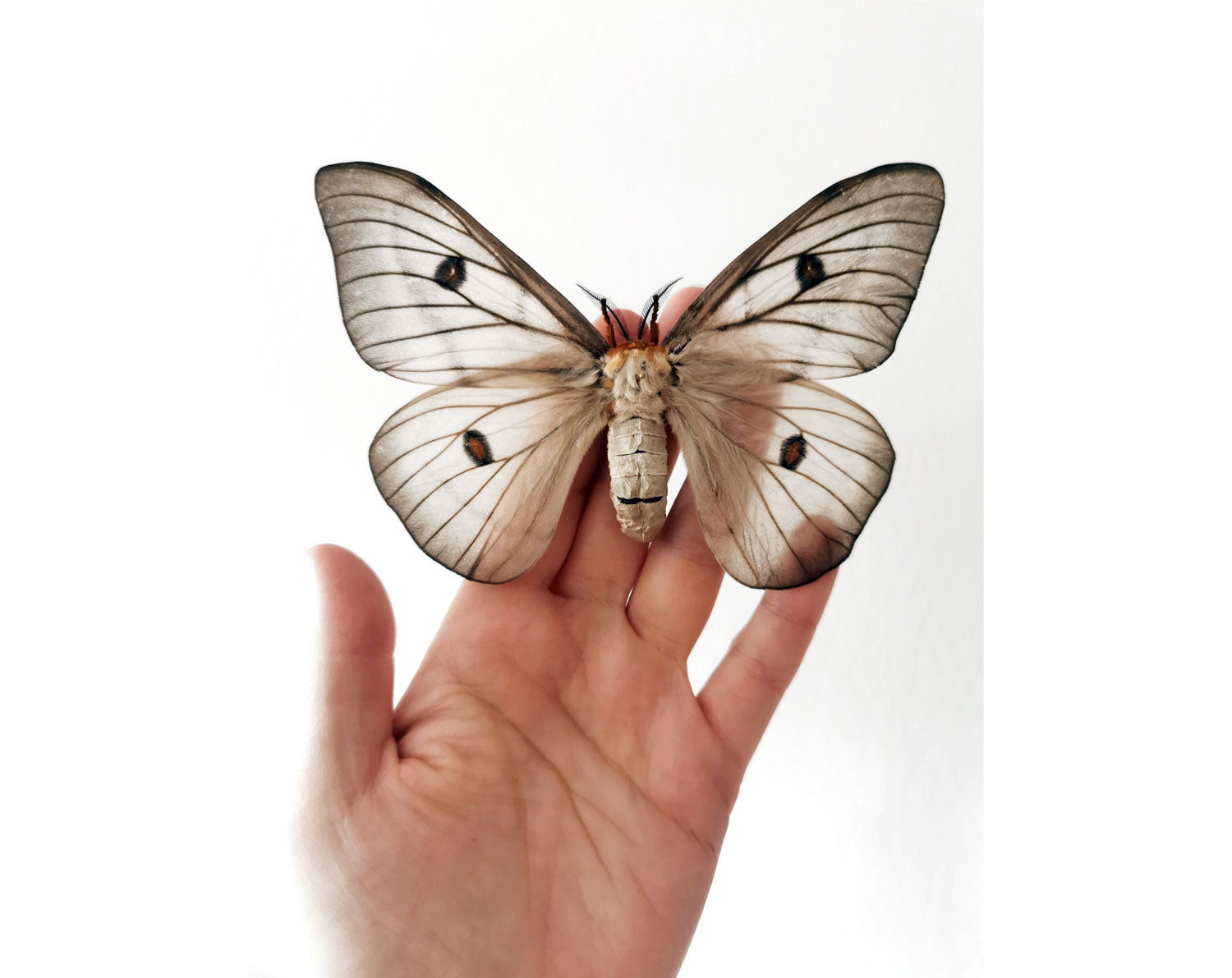 Ceranchia apollina   InsectArt